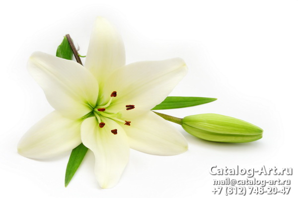 White lilies 9